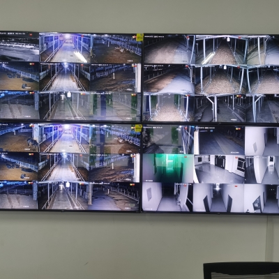 大型牛場視頻監(jiān)控