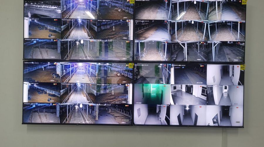 大型牛場視頻監(jiān)控